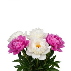 Delicate cluster of fresh white and pink peony flowers isolated on a clean, bright, pure white background for decorative studio use ,flower ,wallpaper ,floral