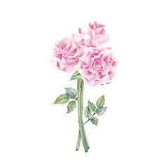 Watercolor pink rose bouquet. Spring flower with stem and leaves. Delicate floral botanical illustration isolated from background. For wedding invitation, greeting card for women, birthday postcard