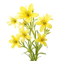 Fototapeta premium Bright Yellow Flowers Blooming on Green Stem in Studio Setting