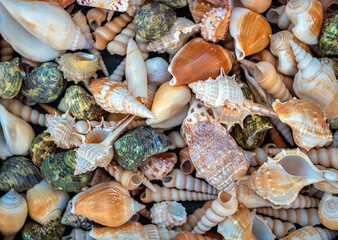 colorful sea shells belonging to various marine creatures.
