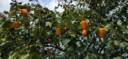  Orange persimmon fruit tree and green leaves. Closeup. Macro