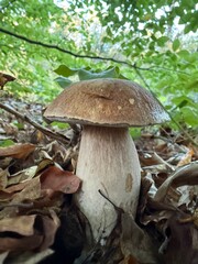 boletus edulis mushroom