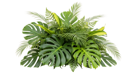 Tropical plant arrangement monstera fern palm leaves isolated on transparent background