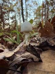 mushroom in the woods