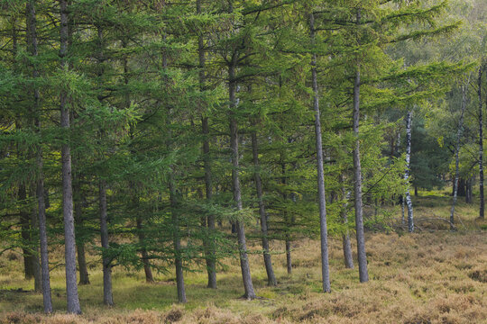 close up larch forest, green colors in the forest, forest full of larch and pine trees, soft forest floor with faded heather, green branches, faded heather, Larix, birches in the background