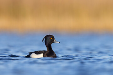 Czernica, kaczka czernica, kaczka czubata, kaczka czarnoczuba (Aythya fuligula)