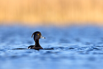 Czernica, kaczka czernica, kaczka czubata, kaczka czarnoczuba (Aythya fuligula) © Grzegorz