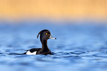 Czernica, kaczka czernica, kaczka czubata, kaczka czarnoczuba (Aythya fuligula) © Grzegorz