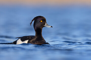 Czernica, kaczka czernica, kaczka czubata, kaczka czarnoczuba (Aythya fuligula) © Grzegorz