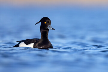 Czernica, kaczka czernica, kaczka czubata, kaczka czarnoczuba (Aythya fuligula) © Grzegorz