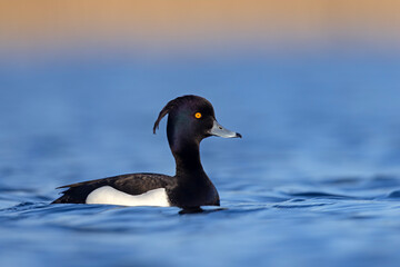 Czernica, kaczka czernica, kaczka czubata, kaczka czarnoczuba (Aythya fuligula)