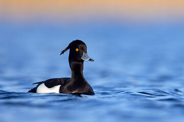 Czernica, kaczka czernica, kaczka czubata, kaczka czarnoczuba (Aythya fuligula) © Grzegorz