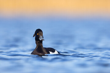 Czernica, kaczka czernica, kaczka czubata, kaczka czarnoczuba (Aythya fuligula) © Grzegorz