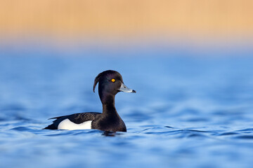 Czernica, kaczka czernica, kaczka czubata, kaczka czarnoczuba (Aythya fuligula) © Grzegorz