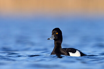 Czernica, kaczka czernica, kaczka czubata, kaczka czarnoczuba (Aythya fuligula)