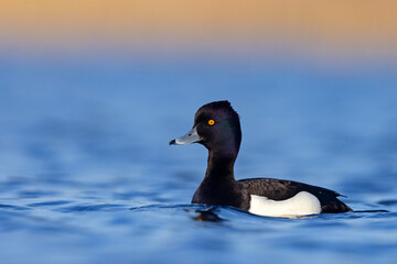 Czernica, kaczka czernica, kaczka czubata, kaczka czarnoczuba (Aythya fuligula)