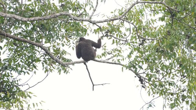Common GibbonWhite-handed Gibbon on branch  in natural habitats in the forest at khaoyai national park Thailand.