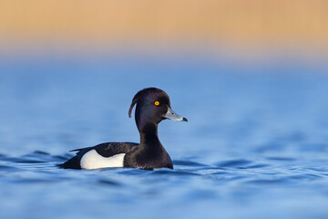 Czernica, kaczka czernica, kaczka czubata, kaczka czarnoczuba (Aythya fuligula)