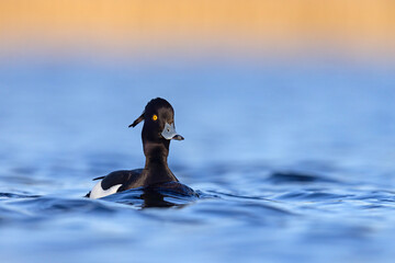 Czernica, kaczka czernica, kaczka czubata, kaczka czarnoczuba (Aythya fuligula) © Grzegorz