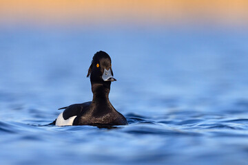 Czernica, kaczka czernica, kaczka czubata, kaczka czarnoczuba (Aythya fuligula) © Grzegorz
