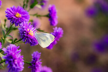Butterflies flitted among the chrysanthemum blossoms