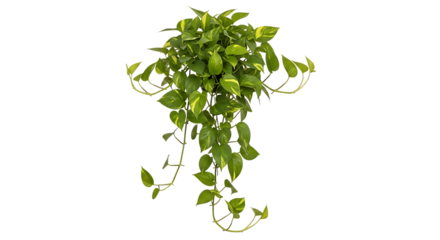 Green hanging pothos plant isolated on transparent background