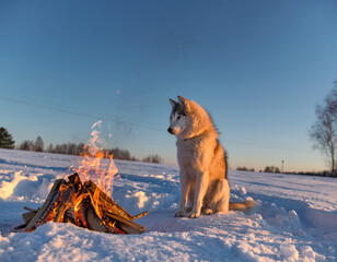 Husky with Bonfire in Broad daylight of Siberia