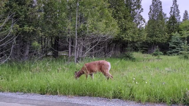 A white-tailed deer eating and walking close to the road in the Bic national Parc (Rimouski, Qu&eacute;bec, Canada)