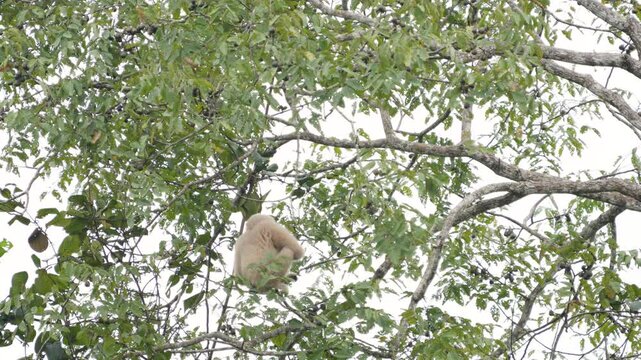 Common GibbonWhite-handed Gibbon on branch  in natural habitats in the forest at khaoyai national park Thailand.