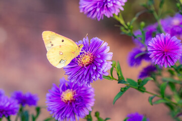 Butterflies flitted among the chrysanthemum blossoms