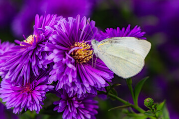 Butterflies flitted among the chrysanthemum blossoms