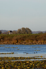 Evening Lake Shore with Wooden Cabin and Ducks