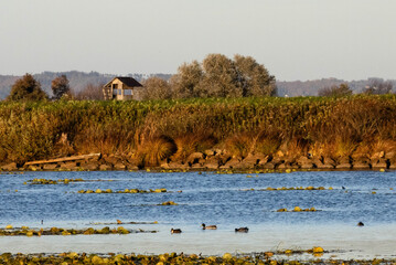 Evening Lake Shore with Wooden Cabin and Ducks
