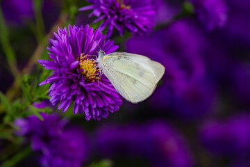 Butterflies flitted among the chrysanthemum blossoms