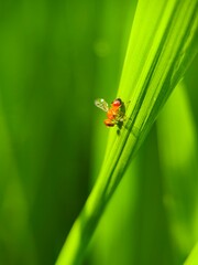 Fototapeta premium ladybug on a green leaf