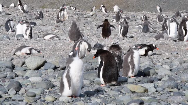 Gentoo Penguins on nest in Antarctica