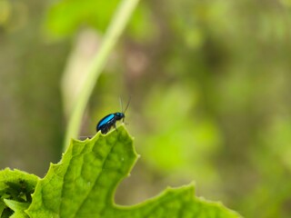 Fototapeta premium blue bug on a leaf