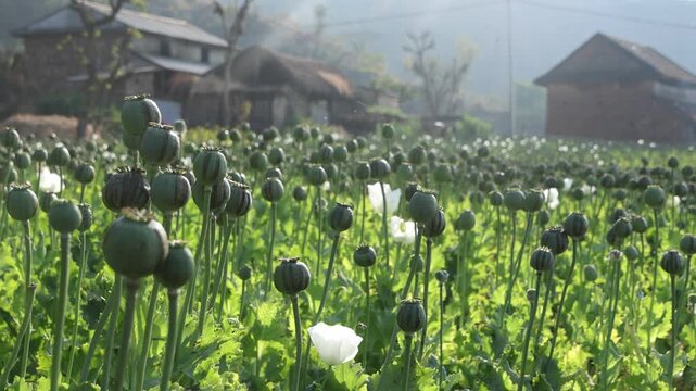 Green heads of opium poppy seeds growing in a field, close-up. beautiful white Opium Poppies (Papaver somniferum) flowering in a vast agricultural field under summer sunlight. 