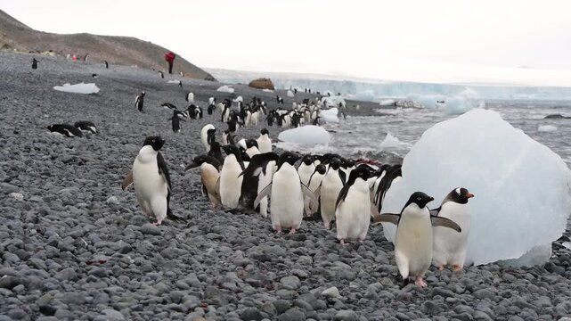 Adelie Penguins walk along beach at Brown Bluff in Antarctica 