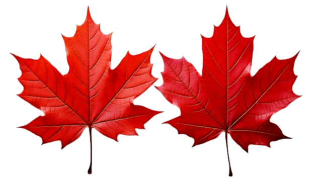 Two red maple leaf variations side by side, isolated on transparent background