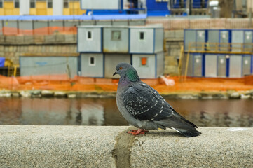 A rock dove sits on a concrete fence