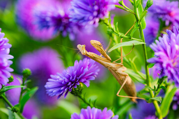 In the chrysanthemum grove, a praying mantis caught a moth