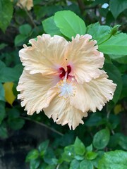A hibiscus flower against it green leaves.