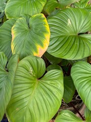 Close up of green leaves of Alocasia gigantea plant