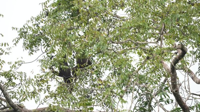 Common GibbonWhite-handed Gibbon on branch  in natural habitats in the forest at khaoyai national park Thailand.