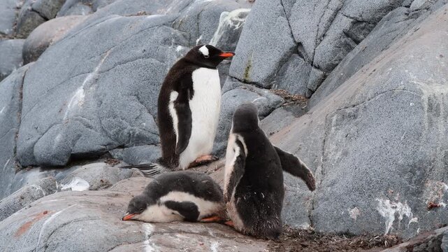 Gentoo Penguins with two chicks on nest in Antarctica