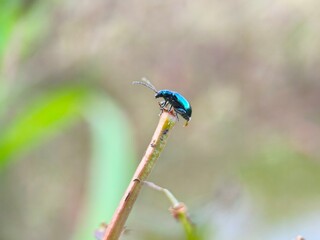 dragonfly on a green leaf