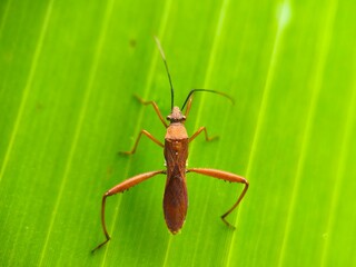 green bug on a green leaf