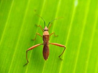 green bug on a green leaf