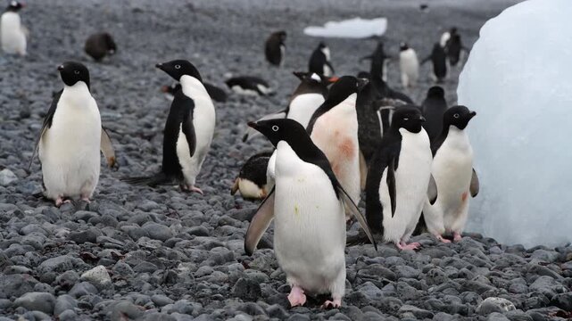 Adelie Penguins walk along beach at Brown Bluff in Antarctica